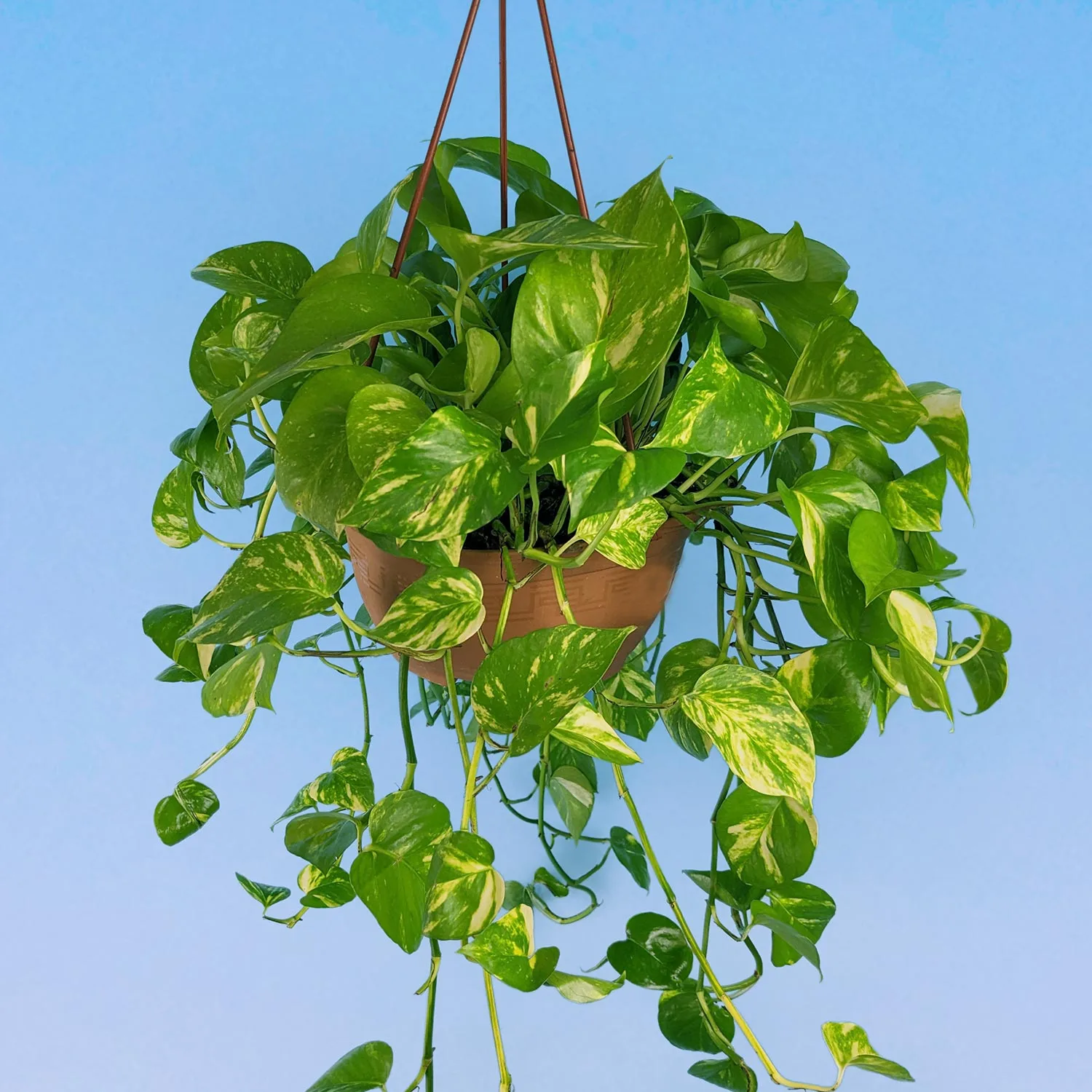 ehpipremnum aureum 21 50 1